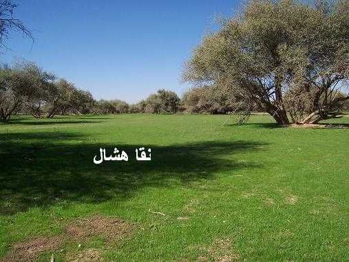 mk2085_sahan2.jpg