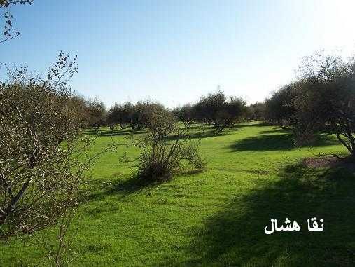 mk2085_sahan8.jpg
