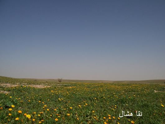 mk2085_shas10.jpg