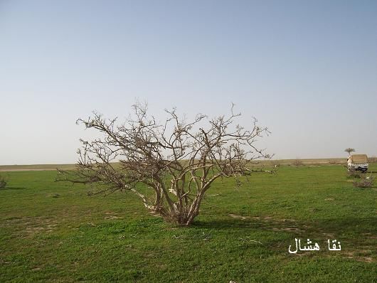 mk2085_shas12.jpg