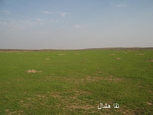 mk2085_shas3.jpg