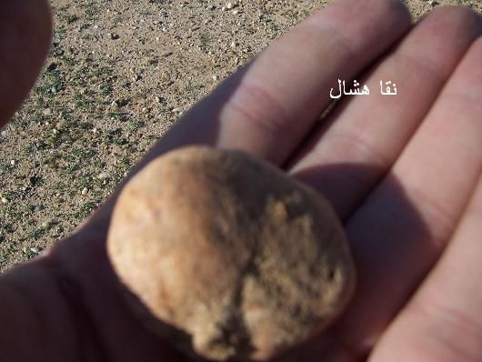 mk2085_shas8.jpg