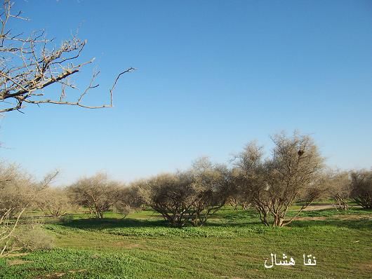 mk2085_shas9.jpg