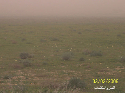 mk3016_grass.jpg