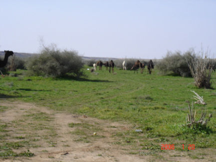 mk6911_2.jpg