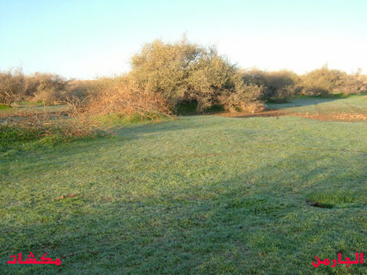 mk8008_185.jpg