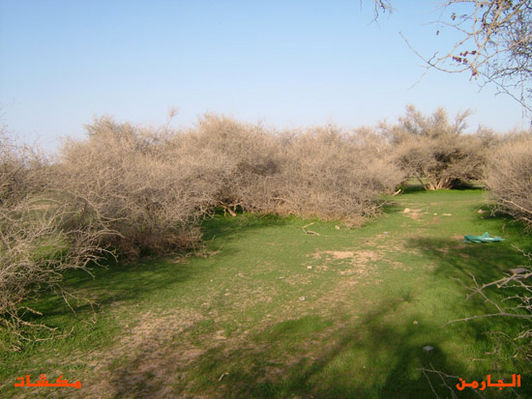 mk8008_406.jpg