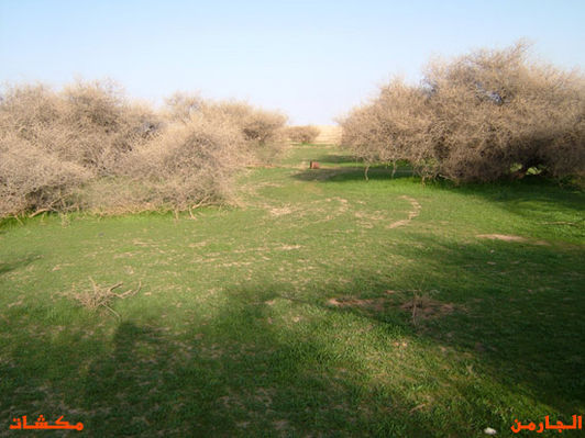 mk8008_408.jpg