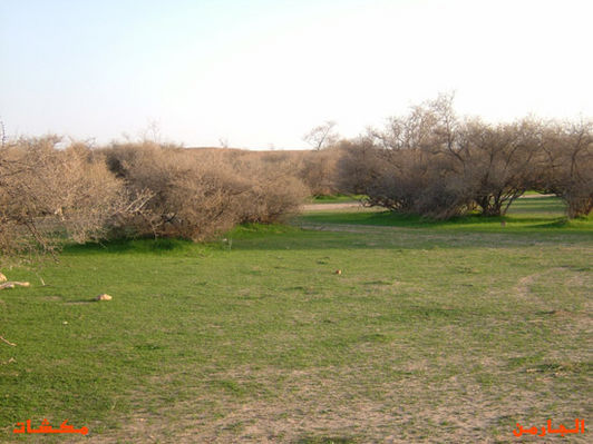 mk8008_415.jpg