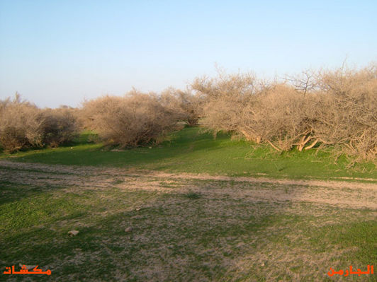 mk8008_416.jpg