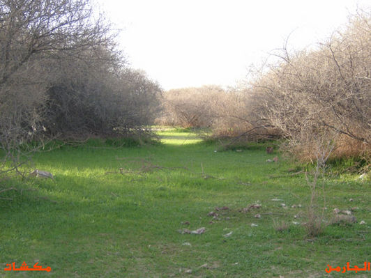 mk8008_417.jpg