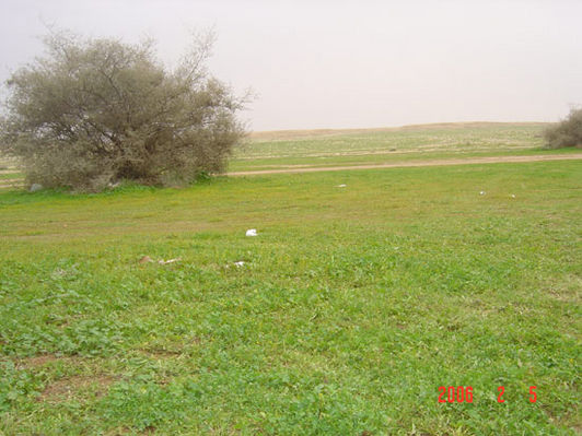 mk9517_556.jpg