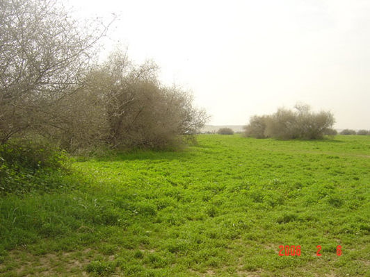 mk9517_569.jpg