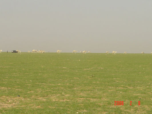mk9517_595.jpg