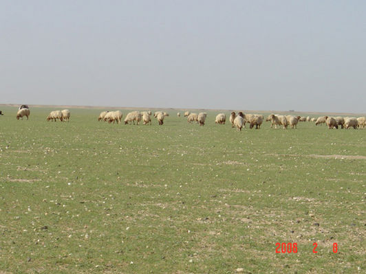 mk9517_609.jpg