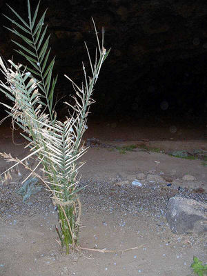 palm.jpg