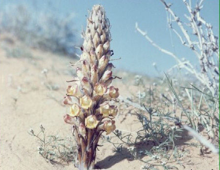 plant03.jpg