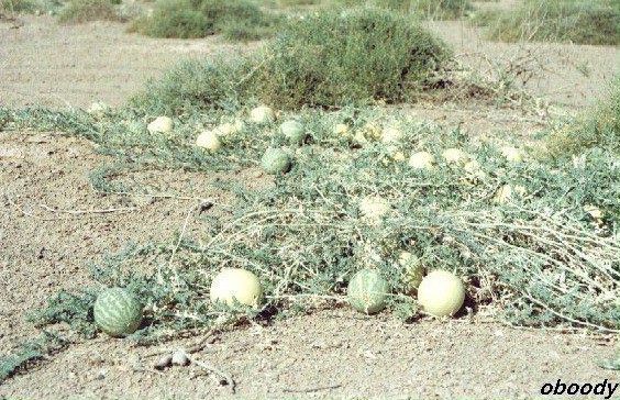 plant07.jpg