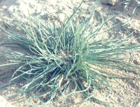 plant09.jpg