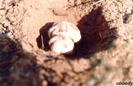 plant14.jpg