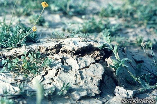 plant16.jpg