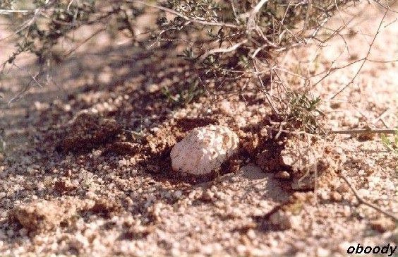 plant20.jpg