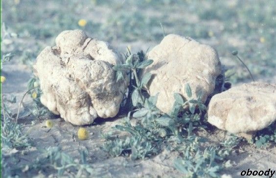 plant21.jpg