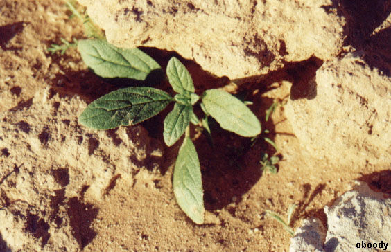 plant22.jpg