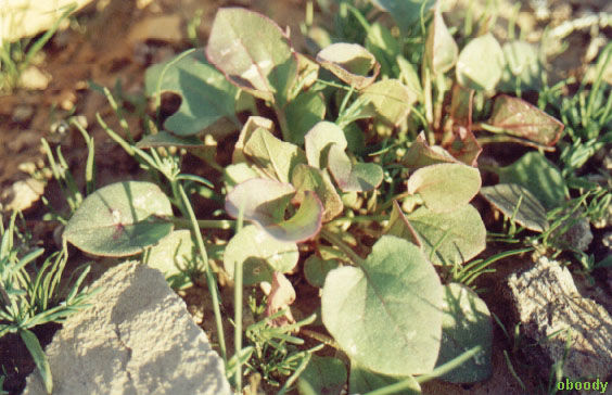 plant23.jpg