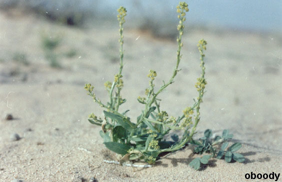 plant26.jpg