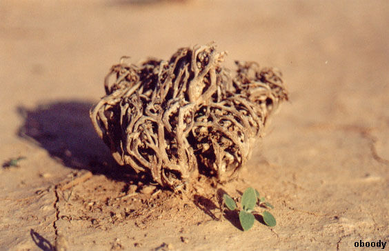 plant27.jpg