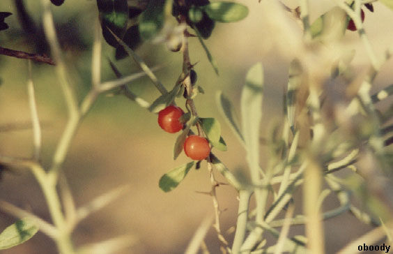 plant28.jpg