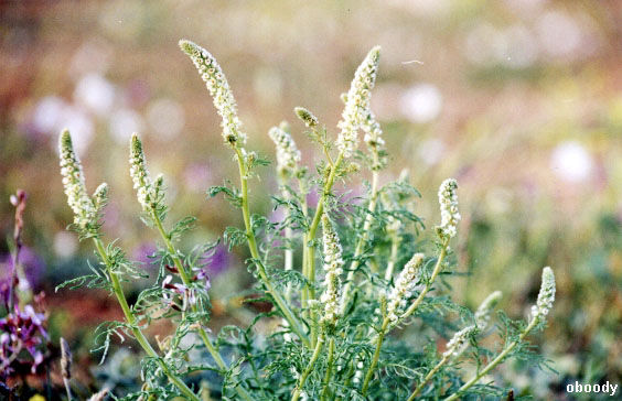 plant29.jpg