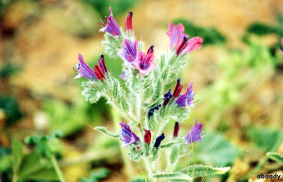 plant30.jpg