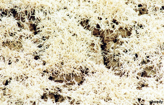 plant31.jpg