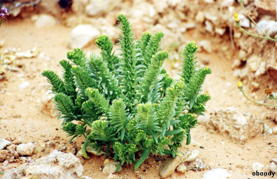 plant32.jpg