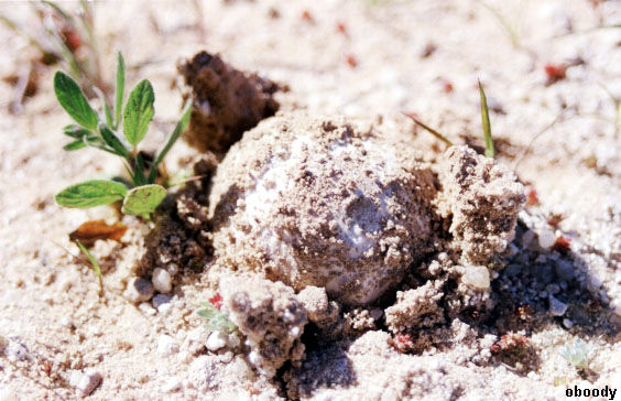 plant38.jpg