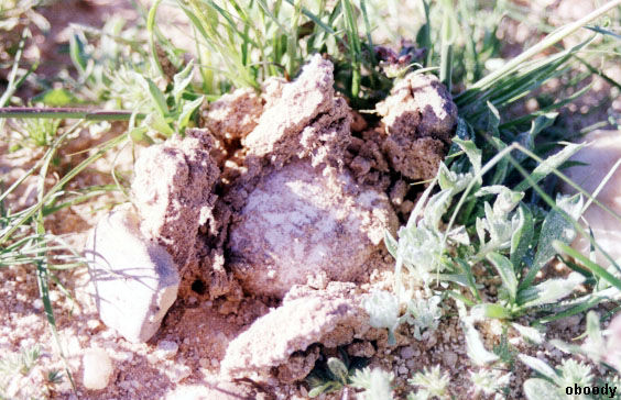 plant39.jpg