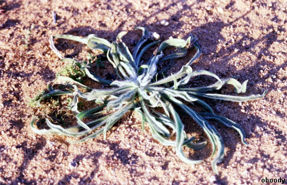 plant40.jpg