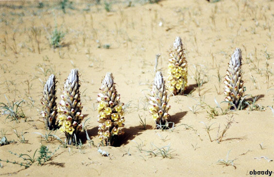 plant41.jpg