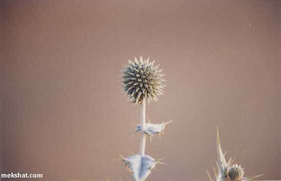 plant43.jpg
