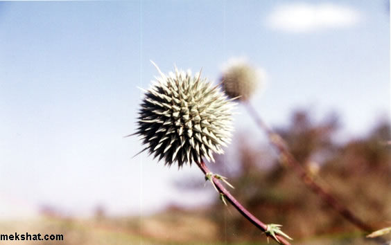 plant45.jpg