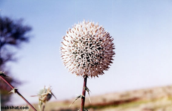 plant46.jpg