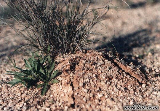 plant47.jpg