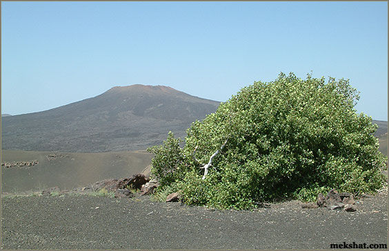 plant48.jpg