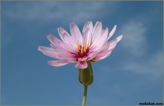 plant49.jpg