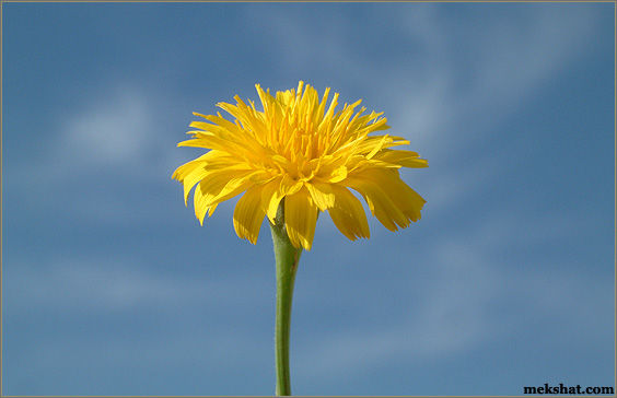 plant50.jpg