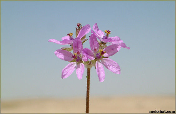 plant51.jpg