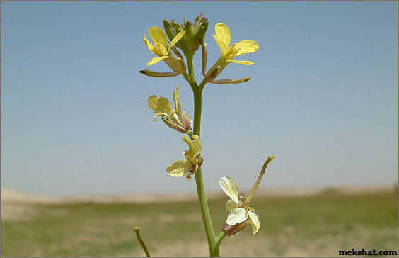 plant52.jpg
