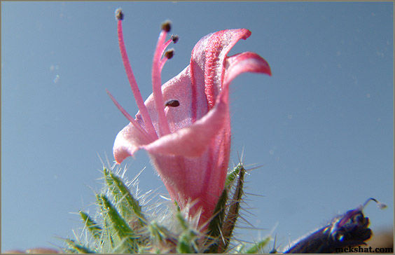plant53.jpg